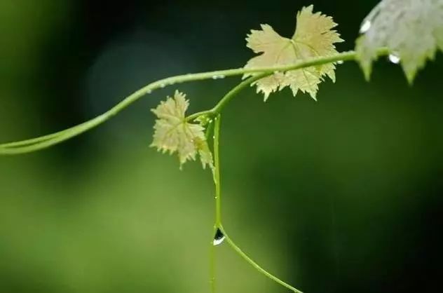 第一场春雨的唯美句子