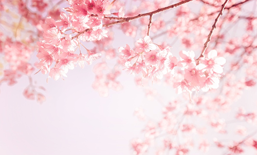 春暖花开的诗句 花开春来的唯美诗句